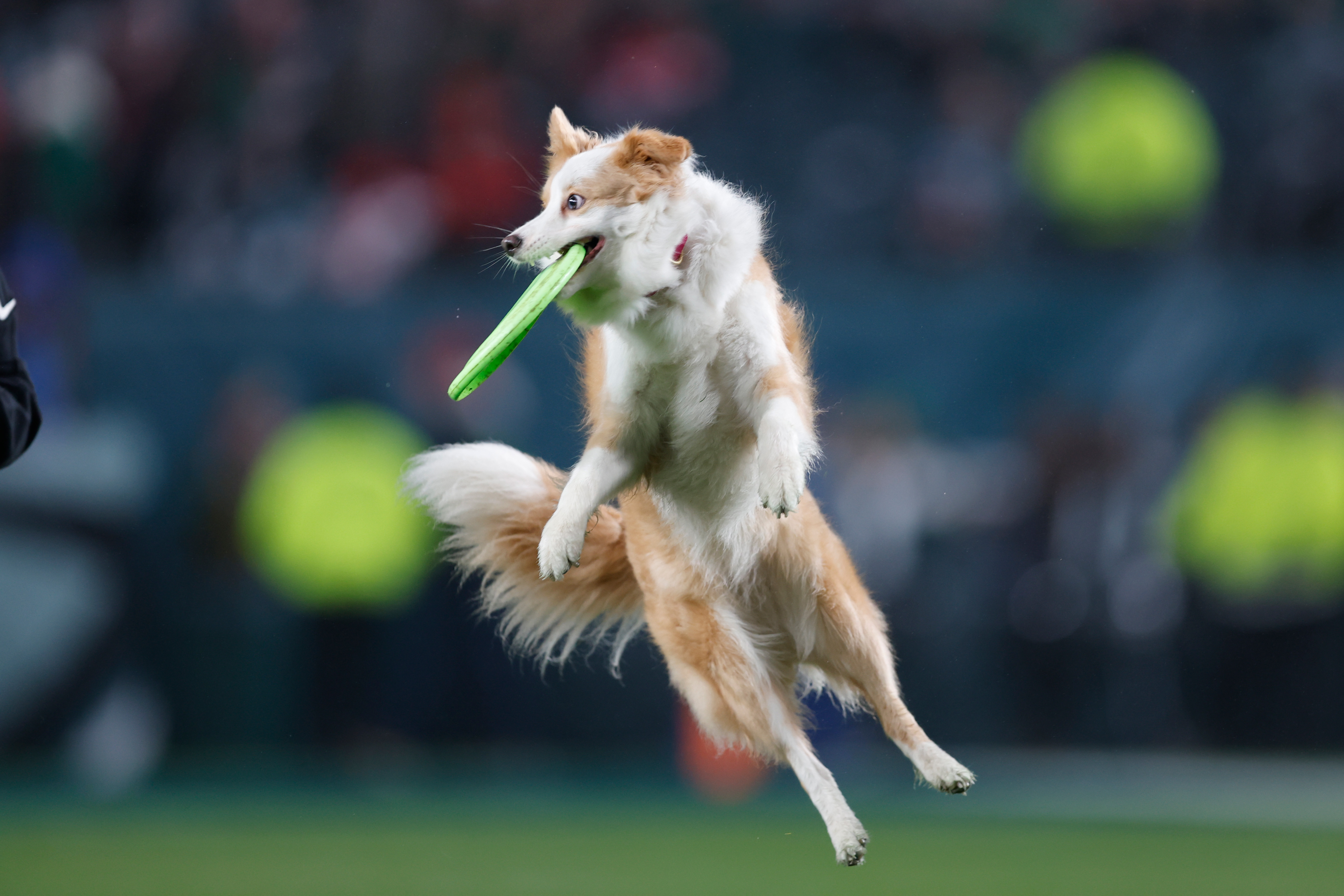 Frisbee Dogs